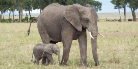 Safari holidays in Kenya