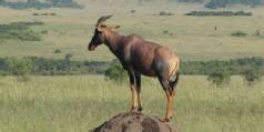 Safari holidays to Kenya - 6 night Intrepids Air safari