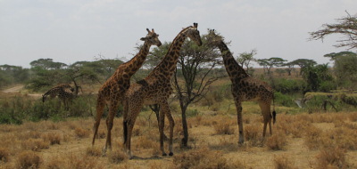 Safari holidays in Kenya - 5 night Kili safari