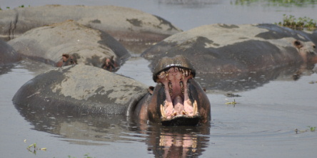Safari holiday in Tanzania