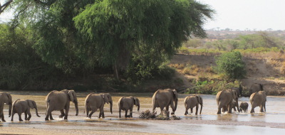 Safari holidays to Kenya - 3 night Samburu Flying safari