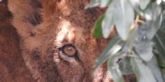 Safari holidays in Kenya