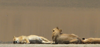 Safari holiday in Tanzania - 8 night Elewana Air Safari