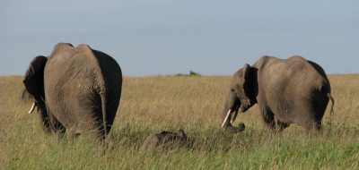 Safari holiday in Kenya - 3 night Baby Cheetah safari