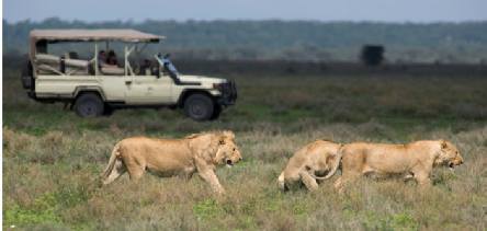 Holiday to the Serengeti, Tanzania