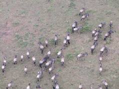 Hot air balloon in Tanzania