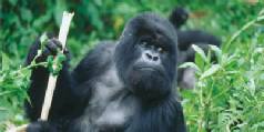 Rwanda gorillas plus Kenya Safari