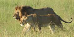 Safari holidays in Kenya - 2 night Tsavo Explorer safari excursion