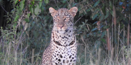 Safari holidays in Kenya