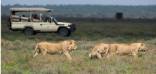 Holidays to the Serengeti National Park, Tanzania