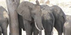 Safari holiday in Tanzania - 4 night Tanzania Discovery Safari