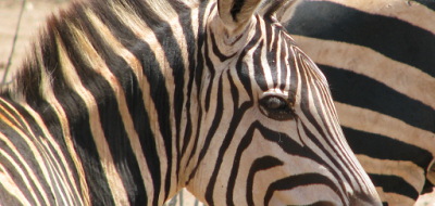 Safari holidays in Kenya - 4 night Thorn Tree safari