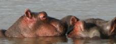 Holiday to Selous, Ruaha and Saadani, Tanzania