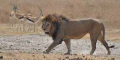 Safari holidays in Kenya - 3 night Parks & Peaks safari excursion