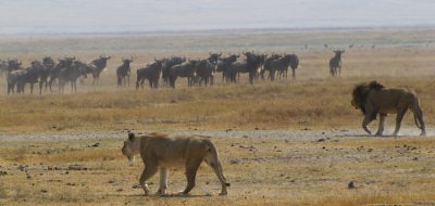 Safari holidays in Kenya - 6 night Serena Explorer safari