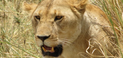 Safari holiday in Tanzania - 3 night Saadani Coastal safari