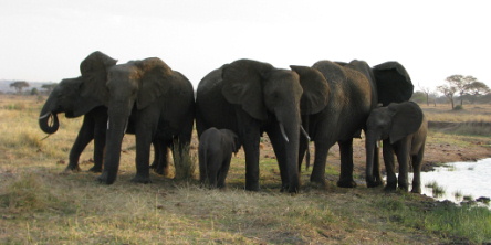 Safari holiday in Tanzania