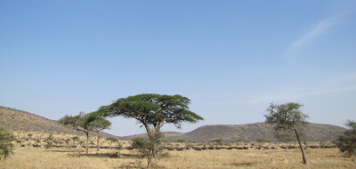 Safari holiday in Tanzania - 3 night Saadani Coastal safari