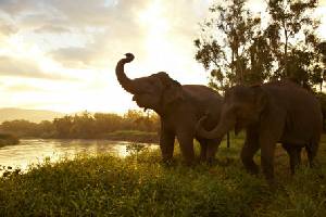 Holidays to the Anantara Golden Triangle Elephant Camp & Resort 