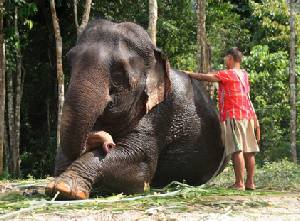 Holidays to Elephant Hills and Khao Sok National Park, Thailand