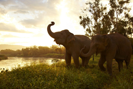 Holidays to the Anantara Golden Triangle Elephant Camp & Resort 