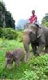 Holiday to Elephant Hills Khao Sok National Park plus Krabi