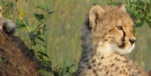 Safari holiday in Kenya - 3 night Baby Cheetah safari