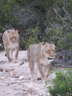 Kruger Safari & Cape Town Twin Centre Holiday