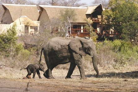 Holiday to Elephant Plains Game Lodge, Kruger, South Africa